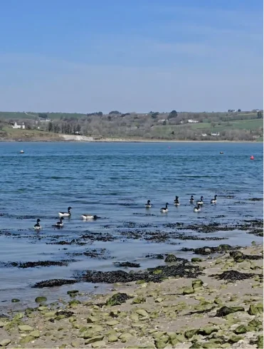 birds swimming in the harbour